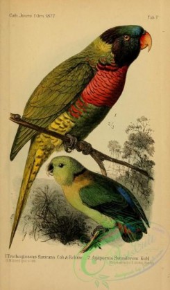 parrots_birds-01167 - trichoglossus flavicans, agapornis swindereni