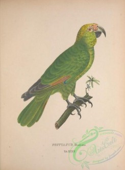parrots_birds-01174 - psittacus diadema