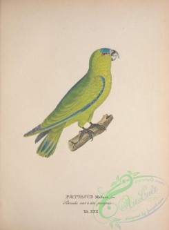 parrots_birds-01176 - psittacus maitaca