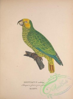 parrots_birds-01179 - Yellow-faced Parrot, psittacus xanthops
