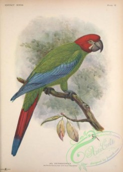 parrots_birds-01184 - ara erythrocephala