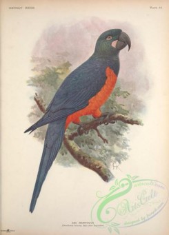 parrots_birds-01185 - ara martinicus