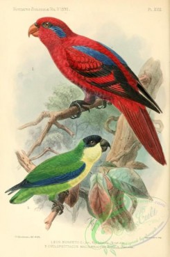 parrots_birds-01206 - 014
