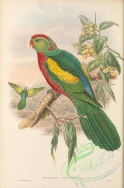 parrots_birds-01211 - 010-Beautiful King-Parrot, aprosmictus insignissimus