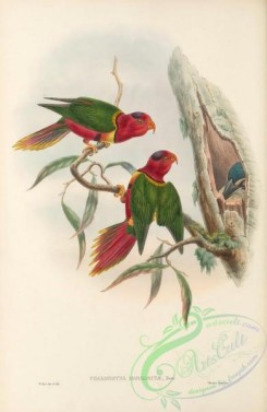 parrots_birds-01212 - 011-Duchess of Connaught's Parrakeet, charmosyna margaritae