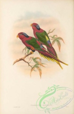 parrots_birds-01213 - 012-Josephina Parrakeet, charmosyna josephinae