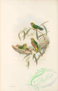 parrots_birds-01216 - 021-Pygmy Parrot, nasiterna pygmaea