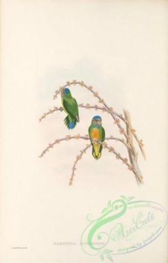 parrots_birds-01217 - 022-Mafoor Pygmy Parrot, nasiterna maforensis