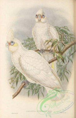parrots_birds-01235 - 046-Naked-eyed Cockatoo, cacatua gymnopis