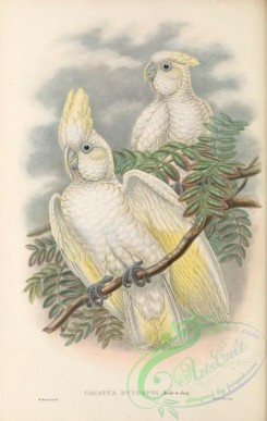 parrots_birds-01236 - 047-Ducorps's Cockatoo, cacatua ducorpsi