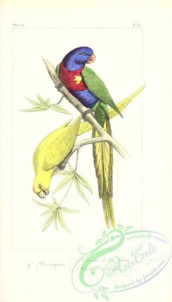 parrots_birds-01238 - psittacus heomatopus