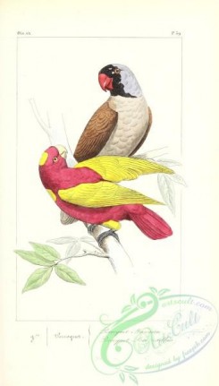 parrots_birds-01240 - psittacus mascarinus