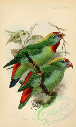 parrots_birds-01248 - loriculus chrysonotus
