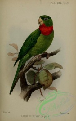 parrots_birds-01267 - conurus rubritorquis