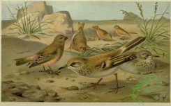 passerines-00114 - Desert Finch and Desert Lark