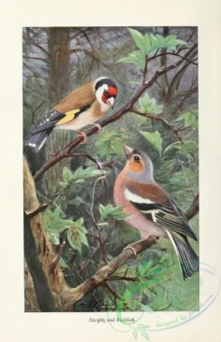 passerines-00220 - European Goldfinch, carduelis carduelis, Chaffinch, fringilla coelebs