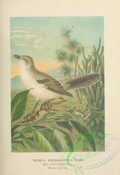 passerines-00242 - 002-Mockingbird, mimus polyglottus