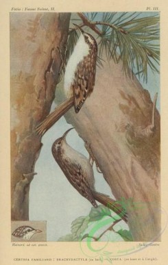 passerines-00517 - Eurasian Tree-Creeper, certhia familiaris, Short-toed Tree-Creeper, certhia brachydactyla, certhia costa