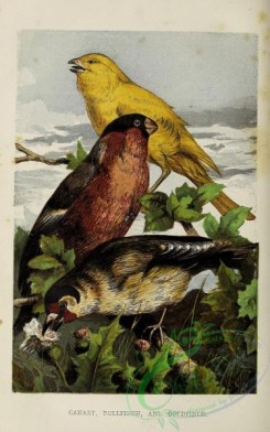 passerines-00532 - Canary, Bullfinch, Goldfinch