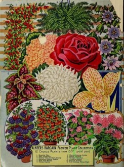 passiflora-00003 - 044-Manettia, Fern, vases, Passion Vine, geranium, Rose, Coleus, Chrysanthemum, Canna, Fuchsia, Abutilon, Begonia [3236x4355]