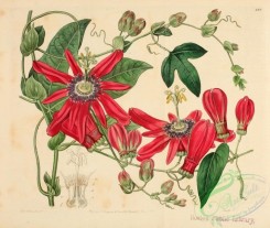 passiflora-00008 - Bunch-flowered Passion-flower, passiflora racemosa [3822x3233]