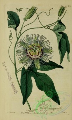 passiflora-00009 - North American flesh-coloured Passion-flower or May-Apple, passiflora incarnata [2630x4359]