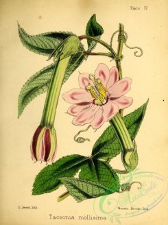 passiflora-00011 - tacsonia mollisima [2884x3857]
