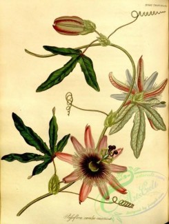 passiflora-00013 - passiflora caeruleo-racemosa [3184x4216]