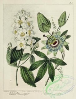 passiflora-00020 - Common Philadelphus, Common Passion Flower, philadelphus coronarius, passiflora caerulea [2654x3468]