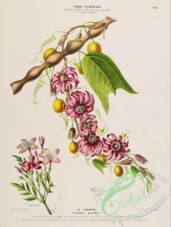 passiflora-00021 - liraefolia passiflora [4206x5592]