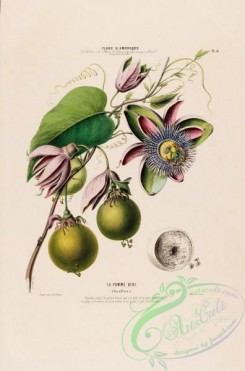 passiflora-00024 - passiflora, 2 [4222x6388]