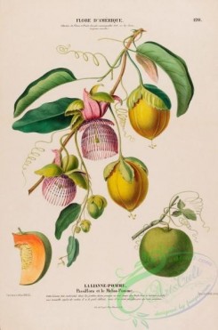 passiflora-00025 - passiflora, 3 [4223x6388]