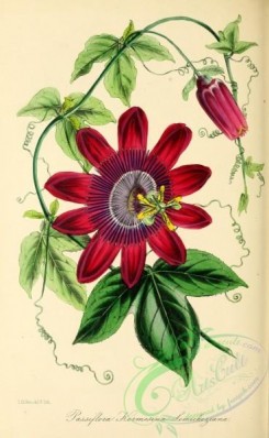 passiflora-00027 - Lemichez's Crimson Passion-flower, passiflora kermesina lemicheziana [2887x4687]