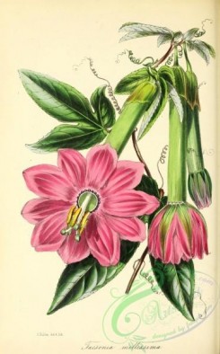 passiflora-00028 - Very soft Tacsonia, tacsonia mollissima [2936x4720]