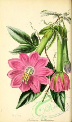 passiflora-00029 - Very soft Tacsonia, tacsonia mollissima [2852x4803]