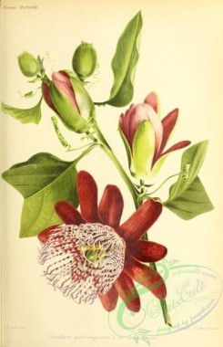 passiflora-00037 - passiflora quadrangularis [3182x4921]