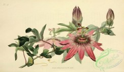 passiflora-00076 - 40-Whitley's Hybrid Passion-Flower - passiflora caerulea-racemosa [3440x2001]