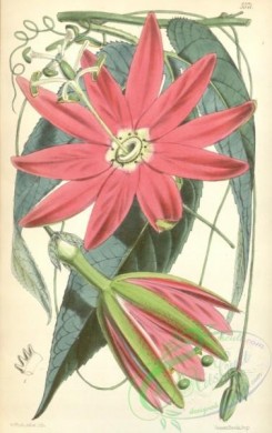 passiflora-00078 - 5571-tacsonia van-volxemii, Van Volxem's Passion-flower [2148x3410]