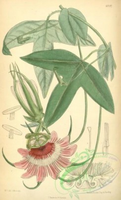 passiflora-00085 - 6997-passiflora violacea [2155x3540]