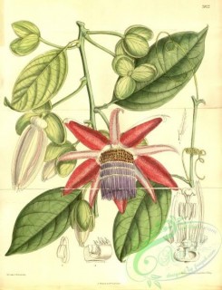 passiflora-00089 - 7822-passiflora ambigua [3520x4587]