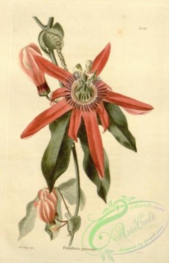 passiflora-00094 - passiflora princeps [1738x2688]