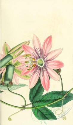 passiflora-00139 - 1536-tacsonia pinnatistipula, Mrs Marryat's Tacsonia, 2 [2025x3486]