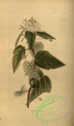 passiflora-00146 - passiflora foetida [1910x3213]