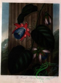 passiflora-00184 - Winged Passion Flower [6022x8128]