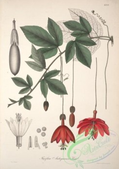 passiflora-00243 - passiflora antioquiensis [4248x6022]