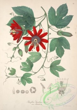 passiflora-00244 - passiflora servitensis bracteosa [4164x5964]