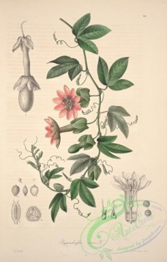 passiflora-00245 - poggendorffia rosea [4012x6268]