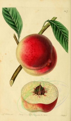 peach-00041 - 147-Barrington Peach [2066x3521]