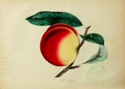 peach-00051 - Peach [2686x1917]