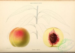 peach-01136 - Peach, 018